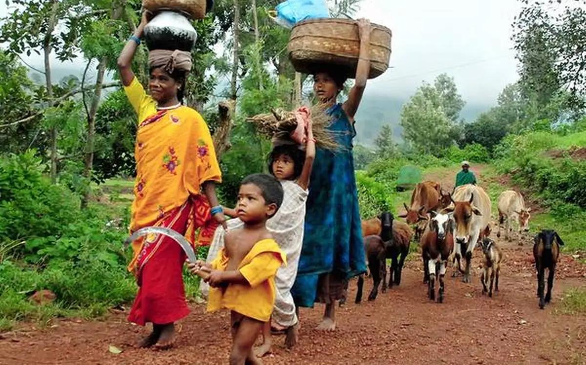 Are Over 110000 Adivasis And Forest Dwellers At Risk Of Eviction And